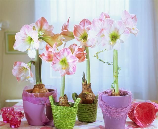 4种花被人们称为“穷命花”,不能住“大房子”,挤挤反而易爆盆