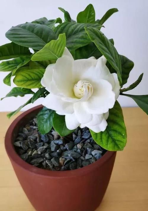 五种花如果现在有花苞了,买回家一定要剪掉