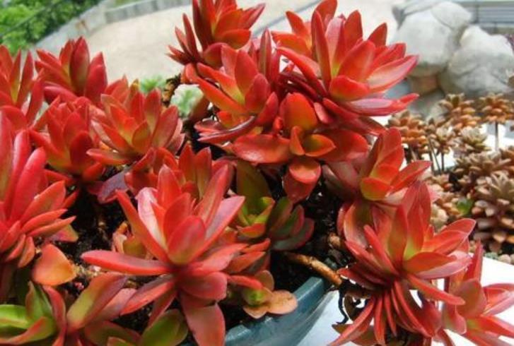 多肉浇水后还是干瘪的？教你几个小技巧，快速服盆长势好