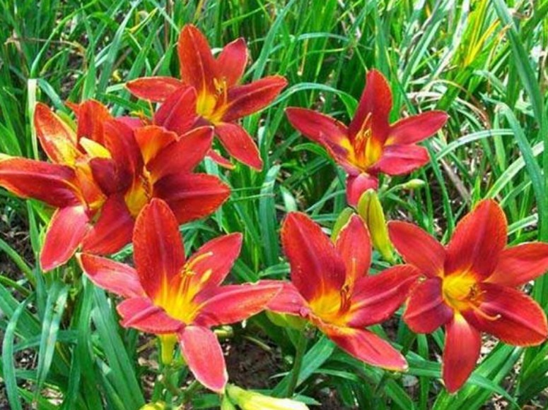 现在养这4种花正合适，漂亮好养又便宜，开花美长势旺