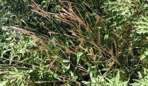 农民|只有老农民才认识的这种野草,长得像竹叶,如今20元一斤成稀罕