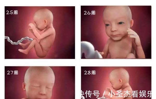 b超|由受精到新生儿,胎宝宝怎么成长的?一组过程图带你探索生命奥秘