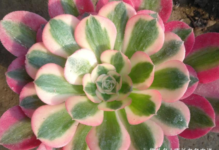 锦斑|粉女巫法师是粉色系多肉中的颜值大师,它是否唤起了你的少女心?