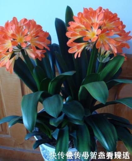 君子兰花不旺,浇点这“汁液”,比施肥更管用,一盆能开四五朵