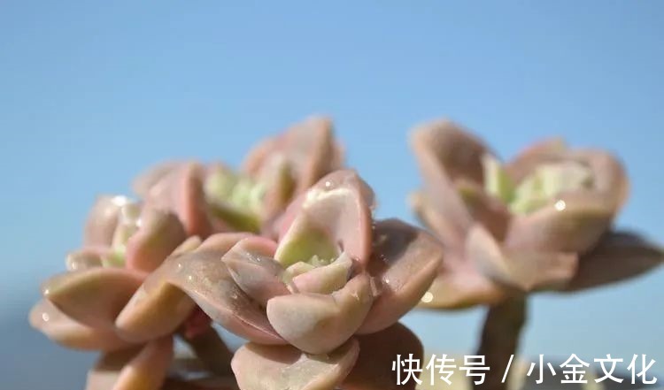 红稚莲|以阳光为滤镜，蓝天为背景，期待拥抱春天，拥抱自然！