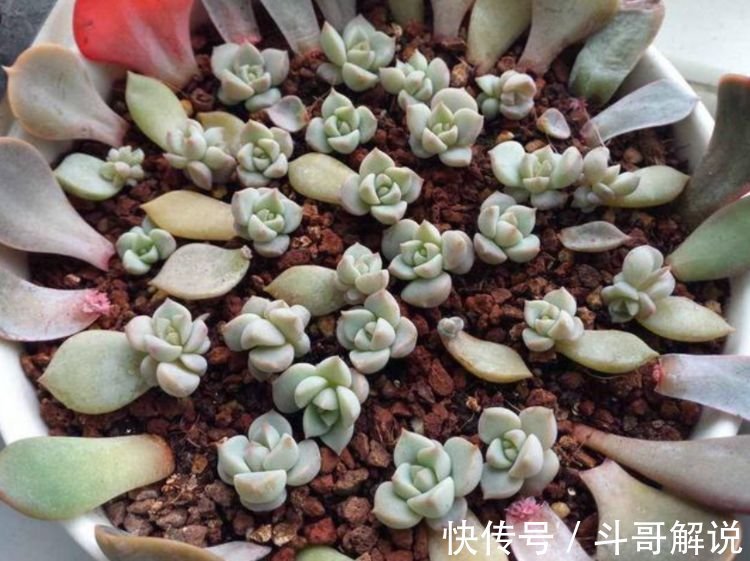4款艳美的花卉，好养易爆盆，惊艳如花球，美翻了