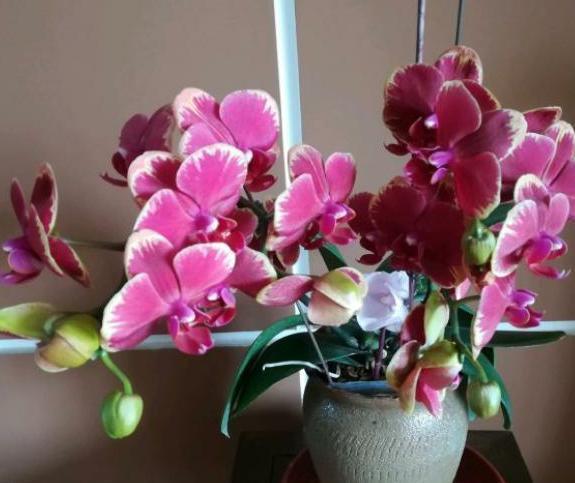 4种花很耐养,沾土就能活,花期长易爆盆,简单易活好管理