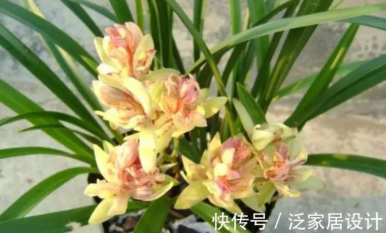 植株|养兰花富山奇蝶,夏秋盆栽嗖嗖开花,花色黄中带有一丝红