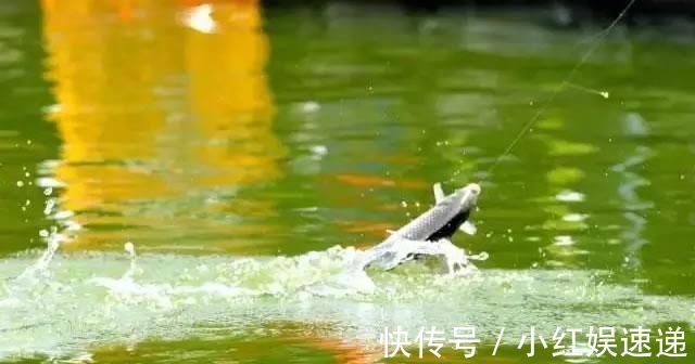 野钓|野钓实战探讨,短子线和长子线之间,哪一种优势更大