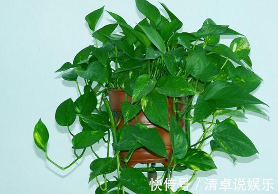 一个月|绿萝盆里埋点这肥料,叶片浓绿,不断抽新芽,一个月爆盆