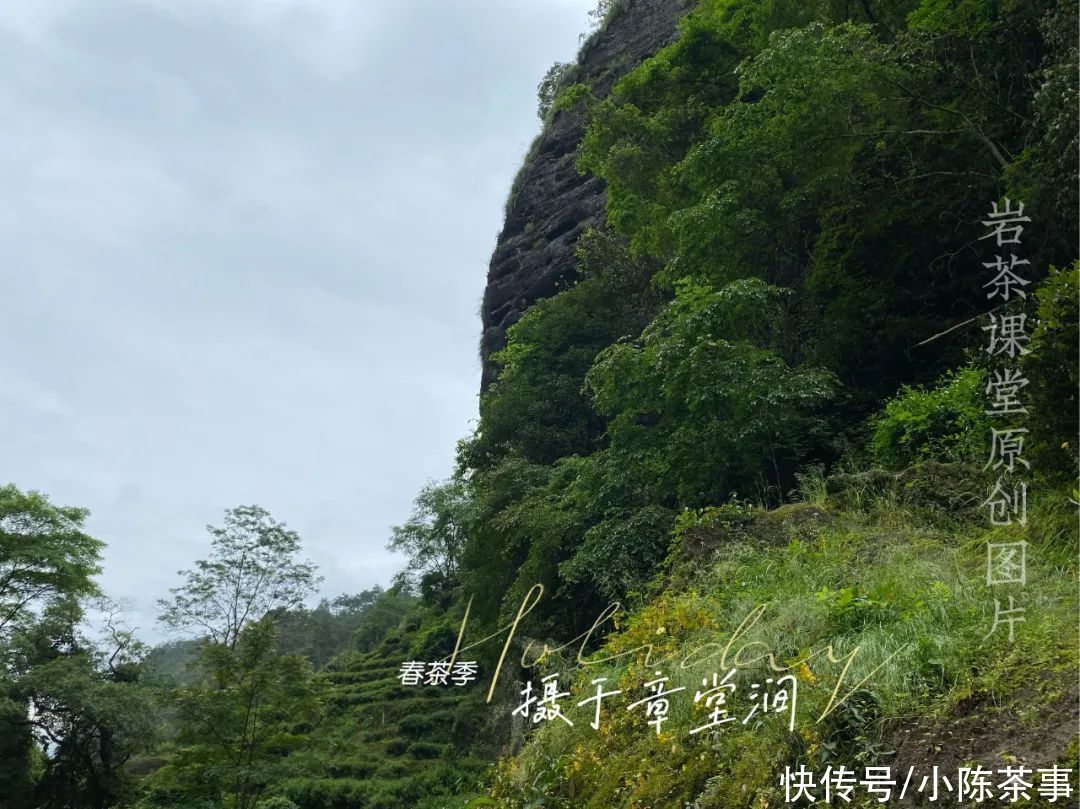 货源|5000元一斤的马头岩肉桂，直播间特惠发福利？这你也敢信？