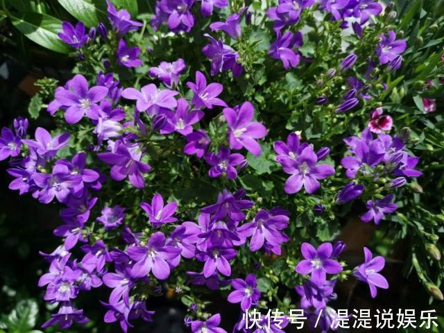 枝条|一个“扦插花卉”的小经验不用生根粉、生根液,照样很快生根!