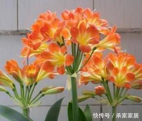 君子兰|张大爷养君子兰,入秋就浇2种水,一年最少2次花,太养根了!