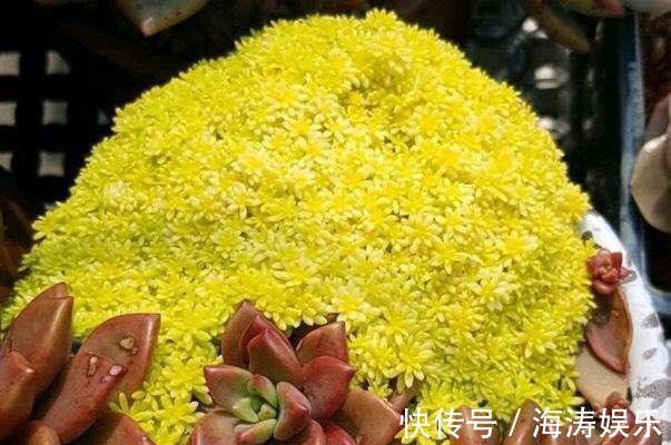 花盆|急性子养这6种“多肉”，长的快，状态美，半年就能长爆盆