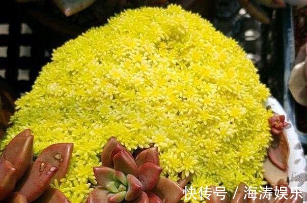 花盆|急性子养这6种“多肉”,长的快,状态美,半年就能长爆盆