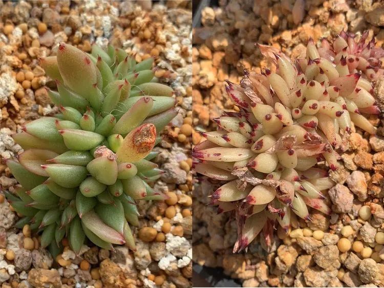 半年时间，多肉从3盆发展到600盆，入坑切莫太心急！