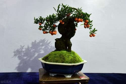 肥料|买盆景学问大,栽种环境、合适的树种,都要考虑周到,莫“踩坑”