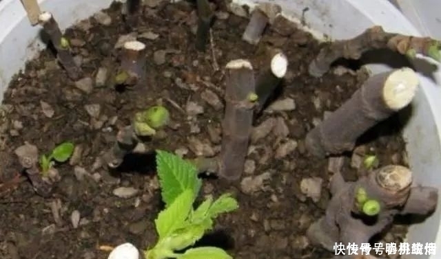 生根|这“2种”水果，剪根枝条插土里，15天生根，2年结果，果子吃不完