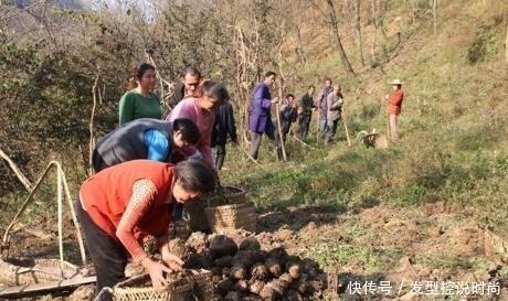 草木灰|亩产超3吨，全株有毒，手碰到也奇痒难忍，出口国外成高端食材