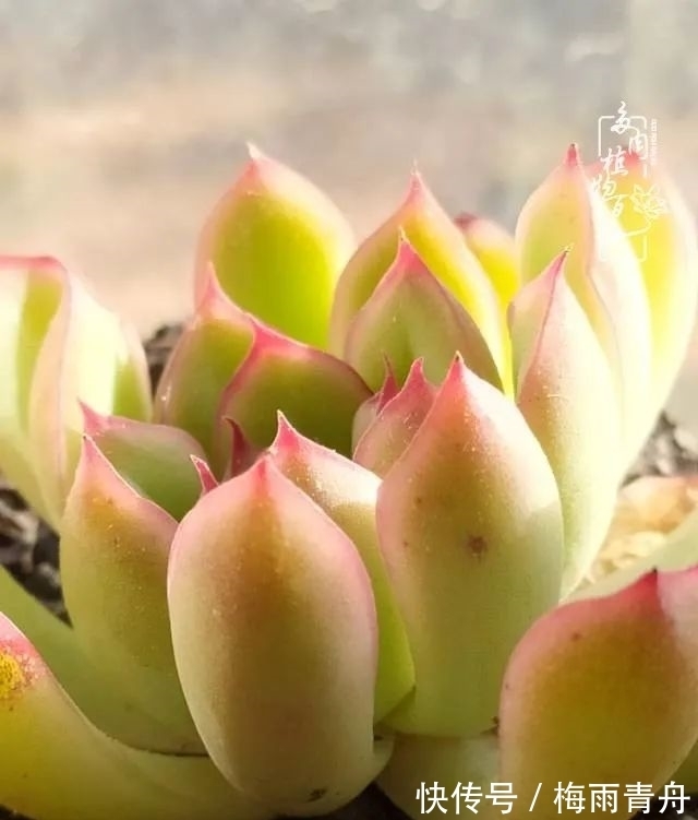 爱上多肉:何须浅碧轻红,自是花中一流!