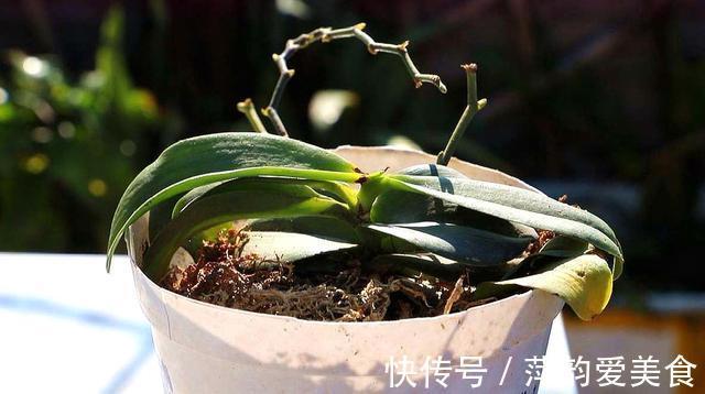 花盆|蝴蝶兰开败了？丢了就是扔钱，3个要点做好，来年蝴蝶花满屋