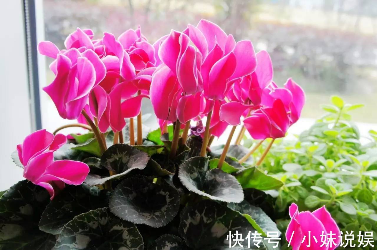 喜欢在家中养护漂亮的花卉，就选择花色绚丽，多姿耀眼的3种花卉