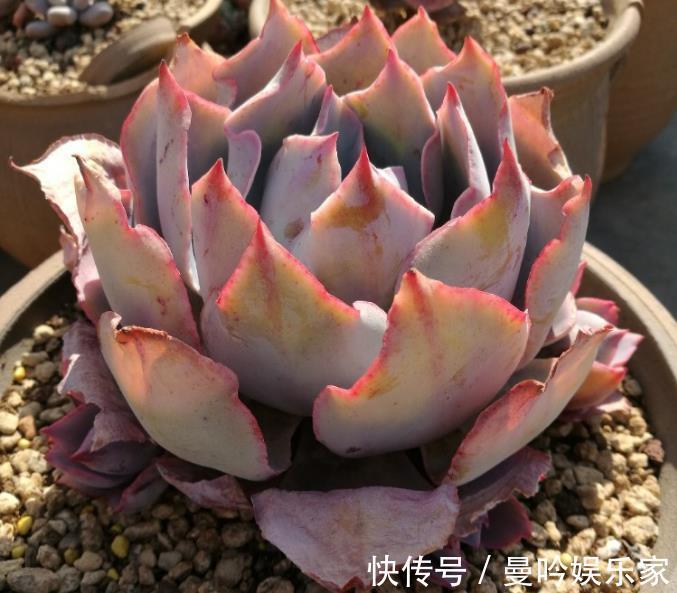 浇水|家里的多肉植物越养越瘦这样浇水,储藏水分,叶片肥厚多汁