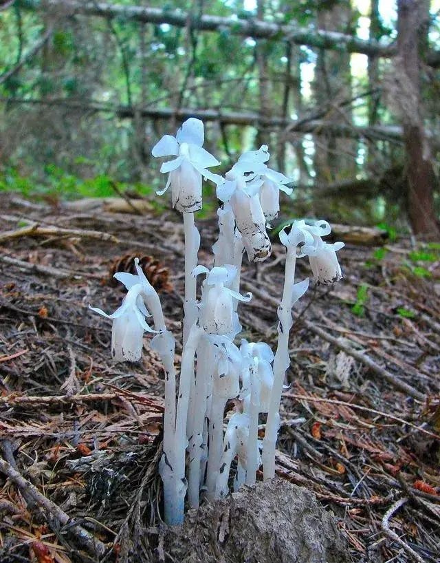  花朵|乡下拍到的照片，99的人没见过尤其是第7张绝了