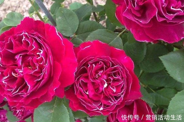 此是“世界名花”，好养如绿萝，清香如兰花，庭院阳台都能养！