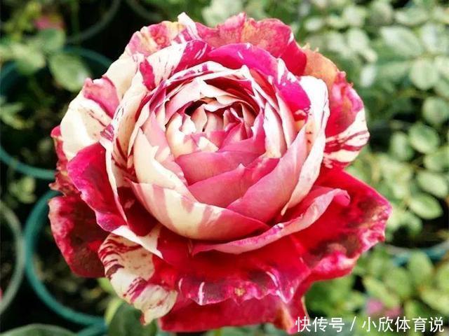 这种花品种多，花型好，养了你就爱上了！