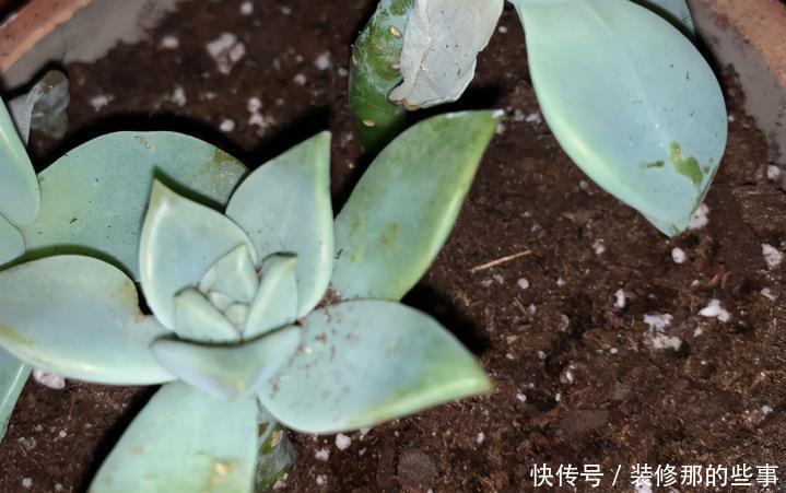 根部|出现这4种状况,就该给多肉换盆了,别犯懒!