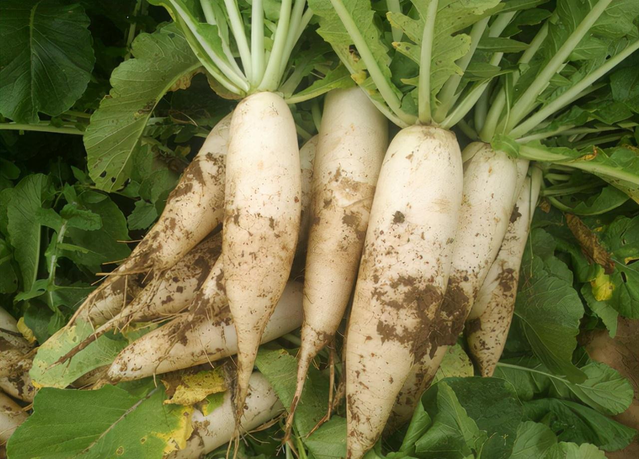 木质素|白萝卜营养价值高,医生提醒:3种人尽量不要吃,避免弄巧成拙