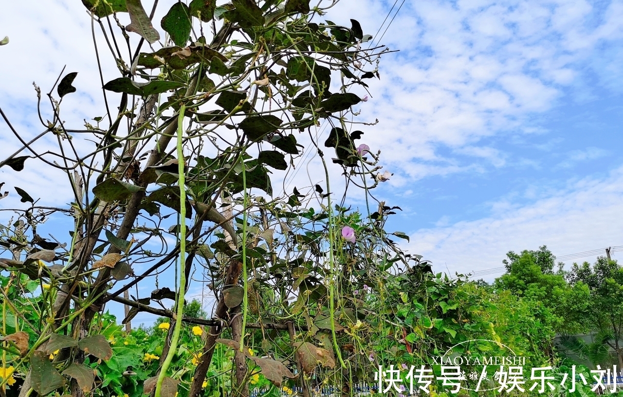 农庄|在小区租了一分菜地,年租金900元,5年到期了,是否还要继续?