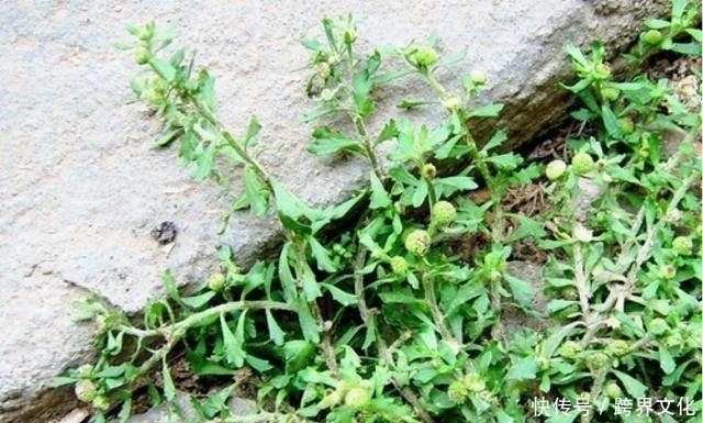 老年|农村地里的野草，叫“鹅不食草”，是治疗鼻炎的良药，见过吗