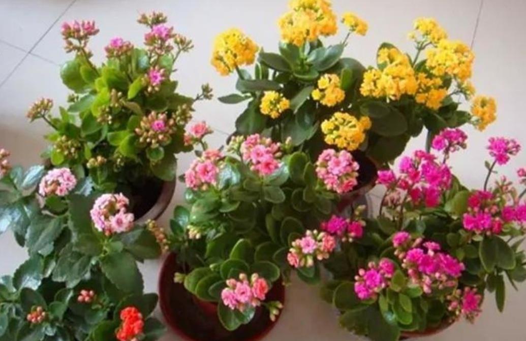 长寿花开完花,马上给它做“3件事”,很快再一次孕蕾开花