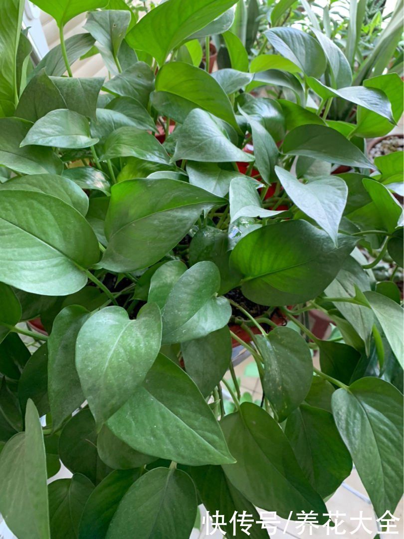 花花|冬天光照差,就养这6种耐阴植物,家里没光也能开花