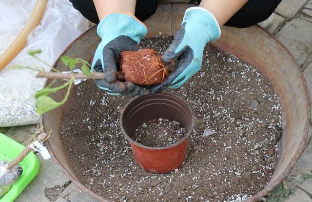 不花钱的“肥料”遍地都是，捡回家养花，花盆抓一把，砰砰开爆盆