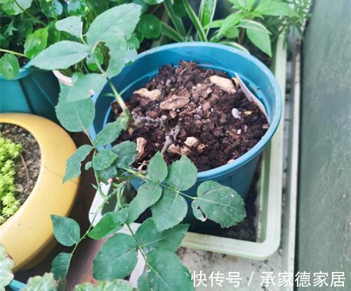 月季僵苗了怎么办,现在的温度月季能重剪吗,敢拼一下吗