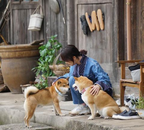 杨紫|《向往5》小算盘落空，杨紫离开节目后，老友记播放次数直线下降