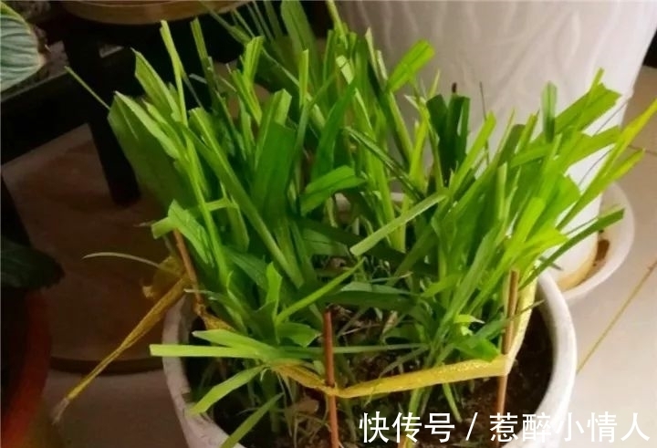 冬天修剪分“轻重”,有的花剪狠了,再也不开花