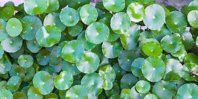 椿芽|农村常见的这七大野草,常吃清肺热,降三高,在城里吃不到!