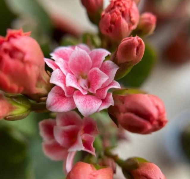 75个长寿花品种，一个比一个美，一起来认识一下吧！