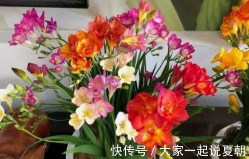 桂花树|4种花养阳台,旺财又镇宅,还能四季开花,花开不停歇,多彩多姿