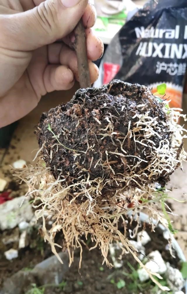 买的花总不活,秘密全在花盆里,搬起来看看才知道!