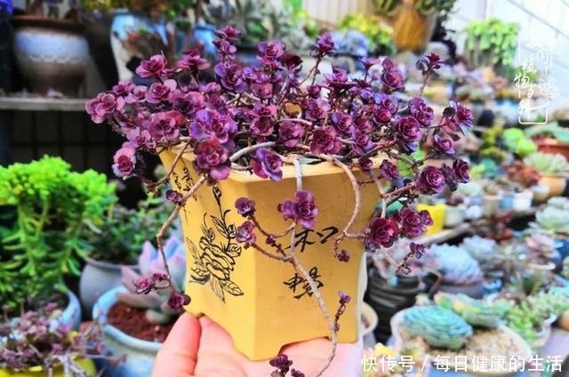 如何让多肉变美看看我是如何宠它们的！如何让多肉变美看看我是如何宠它们的！