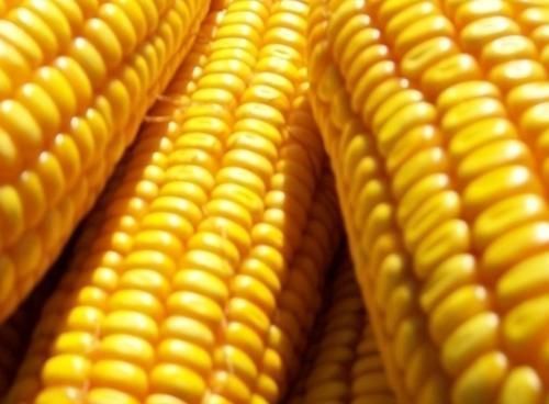 食物|中老年女性常吃的三种食物,养生滋补、补肺去燥,建议多吃