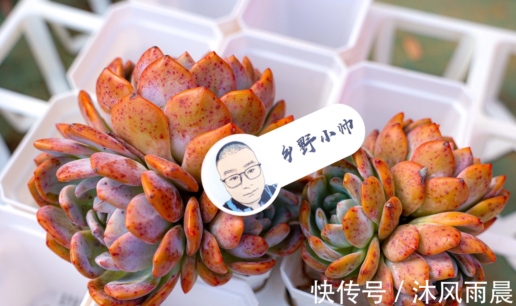 多肉|多肉如果出现这几种情况,可以适当换换盆,秋天会长得更好