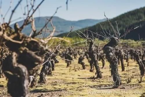 葡萄酒业|南澳疫情重挫葡萄酒业