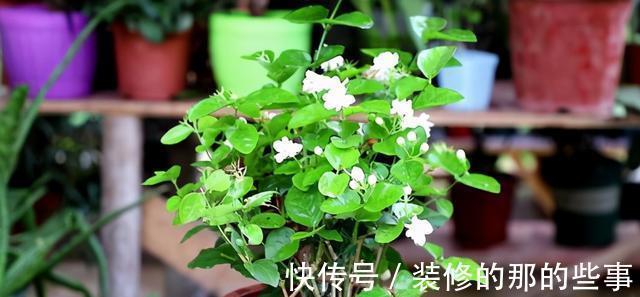 植物|日常简单操作，就让“茉莉”盆栽开花多，其他花草也这样养