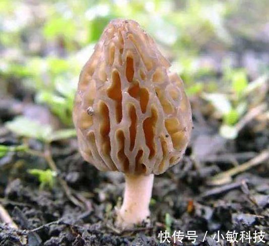 碱性食物|女性不想老太快,多吃三种食物,滋补身体,排毒养颜,有益健康